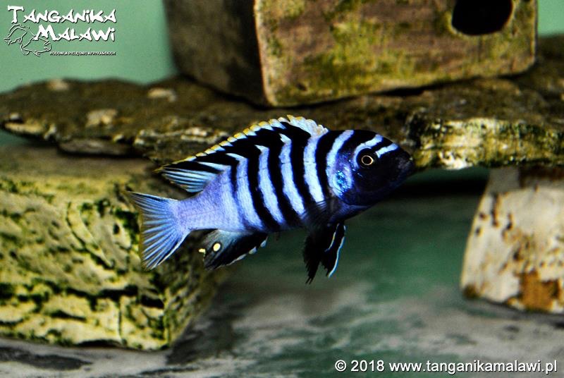 Cynotilapia zebroides 'Chewere'